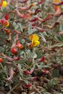 Image result for Aeschynomene multicaulis