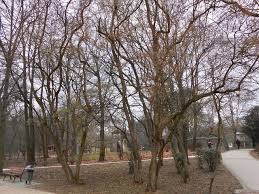 Herr direktor kommt und die versammlung fängt an. Populus Alba Vq Pappel Weiss Silberpappel White Pappel Baum Mit Rapid Wachstum