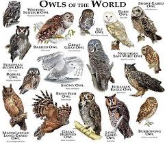 Owls Of The World Poster Print Elf Owl Great Horned Owl