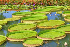 Yellow pages » ca » santa cruz. Beautiful Scenery Of Santa Cruz Waterlily Flowers And Leaves In The Pond In Summer Stock Photo Picture And Royalty Free Image Image 82835524