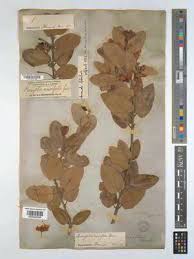 Image result for Indigofera ischnoclada