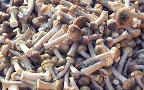 Di conseguenza la loro vita è subordinata alla convivenza in modo parassitario con altre piante o organismi dal quale. Funghi Chiodini Armillaria Mellea Bosco Mar S P A