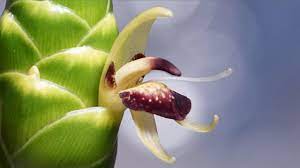 Blooming Ginger Zingiber Officinale Youtube