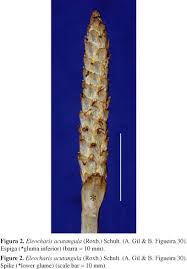 Image result for Eleocharis acutangula