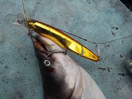 Pemancing di malaysia sering dimomokkan dengan cerita sang tapah membaham monyet, anjing, kucing dan sebagainya. Taktik Teknik Pancingan Ikan Tapah Umpan