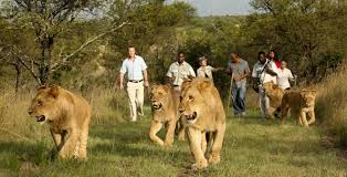 Walking With Lions Day Tour - South Africa Adventures