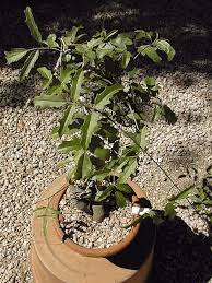 Image result for Cyphostemma montanum