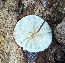 Image result for Marasmius siccus