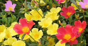 Plant portacula in a rock garden, patio container or hanging basket. Portulaca Plant Care Growing Portulaca Flowers Grandiflora