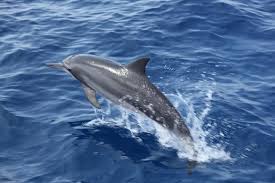 Did You Know That Maldives Ranks Among The Top 3 Places On Earth For Watching Whales And Dolphins Dolphins Reef Shark Maldives