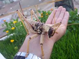 Giant Grasshopper Weird Animals Pics Insects