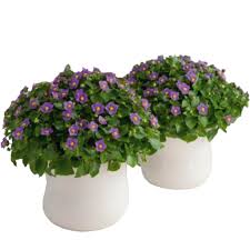 Image result for Exacum