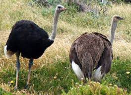 Gratis untuk komersial tidak perlu kredit bebas hak cipta. Ostrich Definition And Synonyms Of Ostrich In The English Dictionary