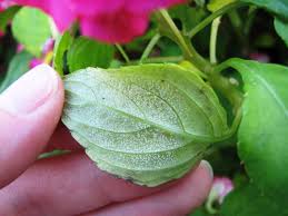 Image result for Impatiens mildbraedii