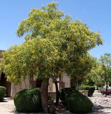 Image result for Tipuana