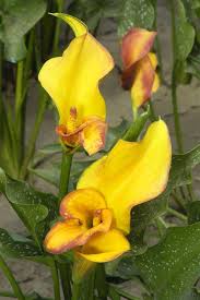 Find out how to keep your canna lilies healthy over the winter with this how to video. What You Must Know About Potted Calla Lily Care Gardenerdy