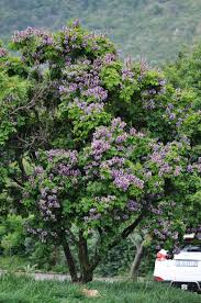 Image result for Millettia grandis