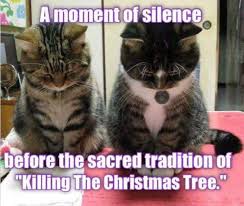 Pin By Cala Brandt On Memes Crazy Cats Funny Animal Pictures Cats