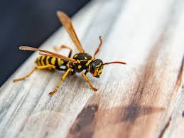 Digrain wasp & hornets nest killer (wasp blaster) 600ml . Wasp Deterrent How To Get Rid Of Wasps