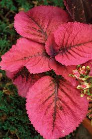 Image result for Coleus foliatus