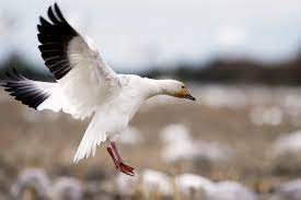 Snow Goose National Geographic Snow Goose Geese Photography Goose