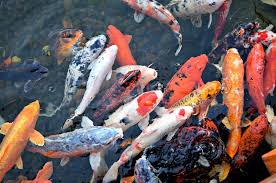 We did not find results for: Tips Jitu Cara Budidaya Ternak Ikan Koi Untuk Pemula Hinyong