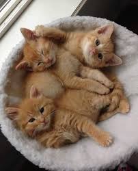 A Kitten With A Unusual Condition Finally Can Run Like Any Other Kitten In 2020 Baby Katzen Katzen Susse Katzen