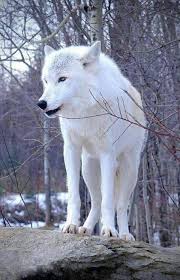 My Beautiful Artic Wolf I Will Dream Of You Running Free In The Woods Wolf Dog Animals Beautiful Animals