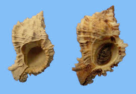 Image result for Oxyanthus pyriformis