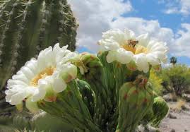 Your latest home depot cactus you just planted getting a sun burn? 10 Saguaro Flower Facts That Will Make You Love The Desert Even More Tucson Life Tucson Com