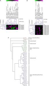 In plants, the cell wall contains mainly cellulose, along with other molecules like hemicellulose, pectin, and lignins. Frontiers The Plant Cell Wall A Complex And Dynamic Structure As Revealed By The Responses Of Genes Under Stress Conditions Plant Science
