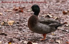 Www.icefishing.org welcome to the brainerd jaycees ice fishing extravaganza,. Poultry Farming Terminology What S In A Name Backyard Poultry