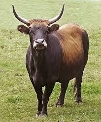 kahve falinda okuz boynuzu gormek