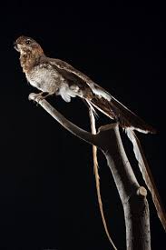 A bird (macrodipteryx longipennis) that has second primary in the male with a very long. Pennant Winged Nightjar Macrodipteryx Vexillarius Masai Gallery