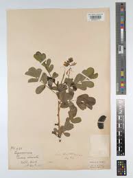 Image result for Senna italica