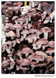 Image result for Lentinus edodes