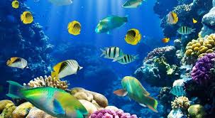 120 sketsa gambar pemandangan alam bagus dan berwarna. Animasi Pemandangan Bawah Laut