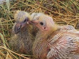 How To Take Care Of A Rescued Pigeon For Newbies Palomacy Pet Pigeon Baby Pigeon Pigeon