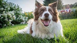 In many ways, deciding to euthanize on a good day is not only reasonable but loving. How To Euthanize A Dog At Home With Benadryl House Integrals