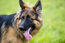 Bailey got to go camping with us over the weekend and enjoyed some downtime after puppies. Your Inside Scoop To The Remarkable Long Haired German Shepherd Animalso