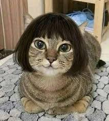 3 3 Follow Me Cats Funny Cute Cats Funny Animal Videos