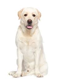 Labrador Dog In Howrah West Bengal At Best Price