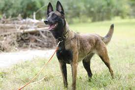 Checking 'include nearby areas' will expand your search. Belgian Shepherd Malinois Dog Breeds Full Of Dogs