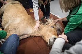 Check spelling or type a new query. Tierarzthelferinnen Nutzen In Der Pferdeklinik Equinox Einen Kran Um Den 28 Jahre Alten Rasputin Ein 480 Kilogramm Wiegendes Norweger Pferd Nach Der Strahlenberhandlung In Die Aufwachbox Zu Bringen Stuttgarter Nachrichten