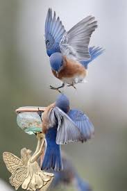 Where We Are From The Birds Sing A Pretty Song Ahh The Blue Birds Sing Their Pretty Song With Images Birds Pet Birds Cute Birds