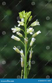 Image result for Turritis glabra