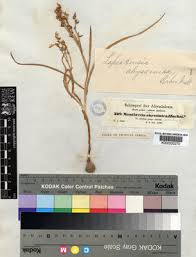 Image result for Afrosolen setifolius