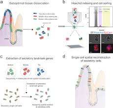 Animal cells are attached to neighboring cells by all of the following except. Clump Sequencing Exposes The Spatial Expression Programs Of Intestinal Secretory Cells Nature Communications