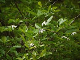 Image result for Gardenia resinifera