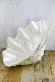 We did not find results for: 15 Giant Clamshell Decoration Ideas Clam Shell Clamshell Clams
